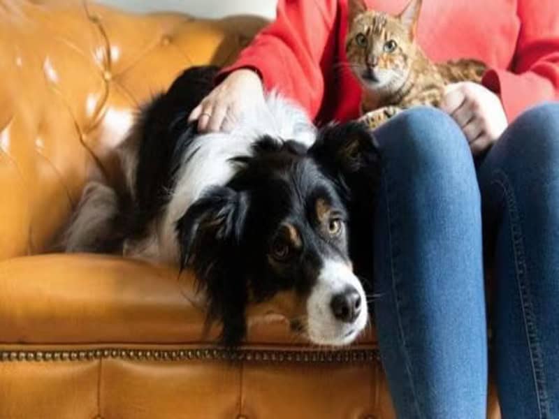 Can-cats-and-dogs-be-friends2