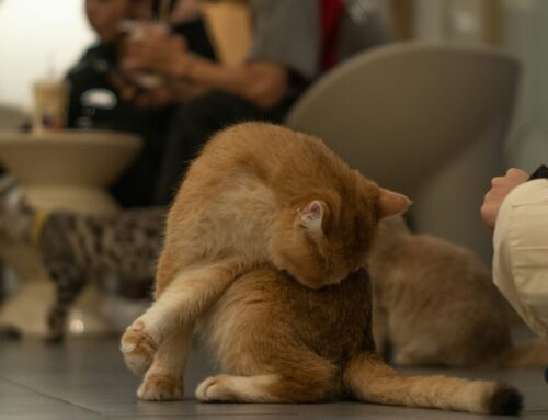 Cat-Centric Harmony Tips
