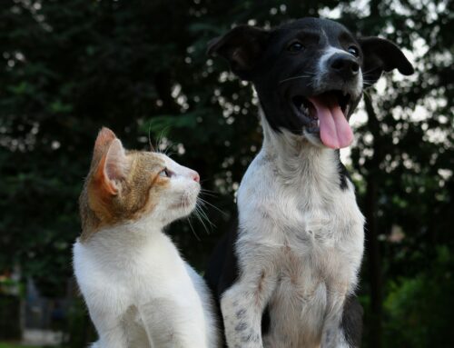 Why Dogs and Cats Can Become Best Friends